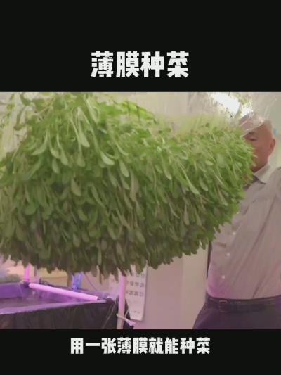 无土栽培的新模式，一张薄膜就能种菜，你见过吗？