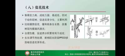 学习梨技术，提升自己。