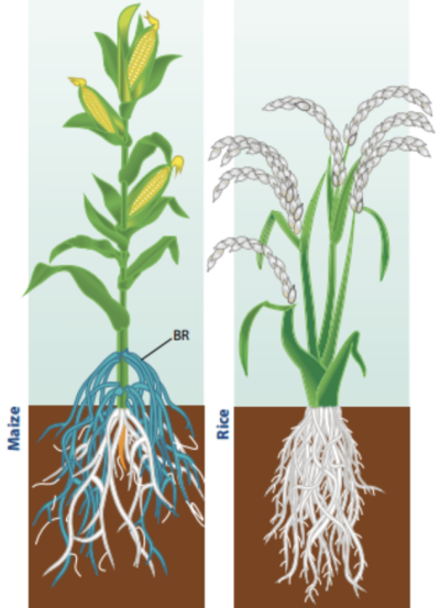 从叶子到根系：细致分析植物的生长需求