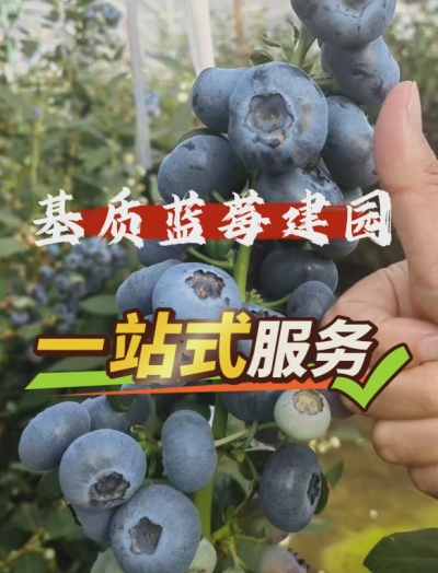 ACA第六谷&middot;蓝莓谷，基质蓝莓从建园到运营一站式管家服务...