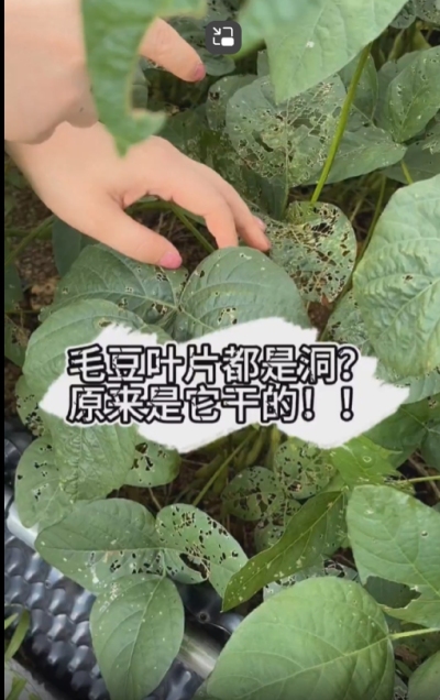 毛豆叶片都是洞，原来不是青虫吃的？