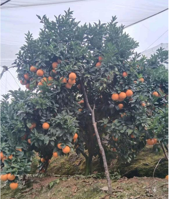 江西赣州寻乌的脐橙🍊、蜜橘🍊，咱家的赣南脐橙和寻乌蜜橘都是爸妈在自家果园防虫网棚
