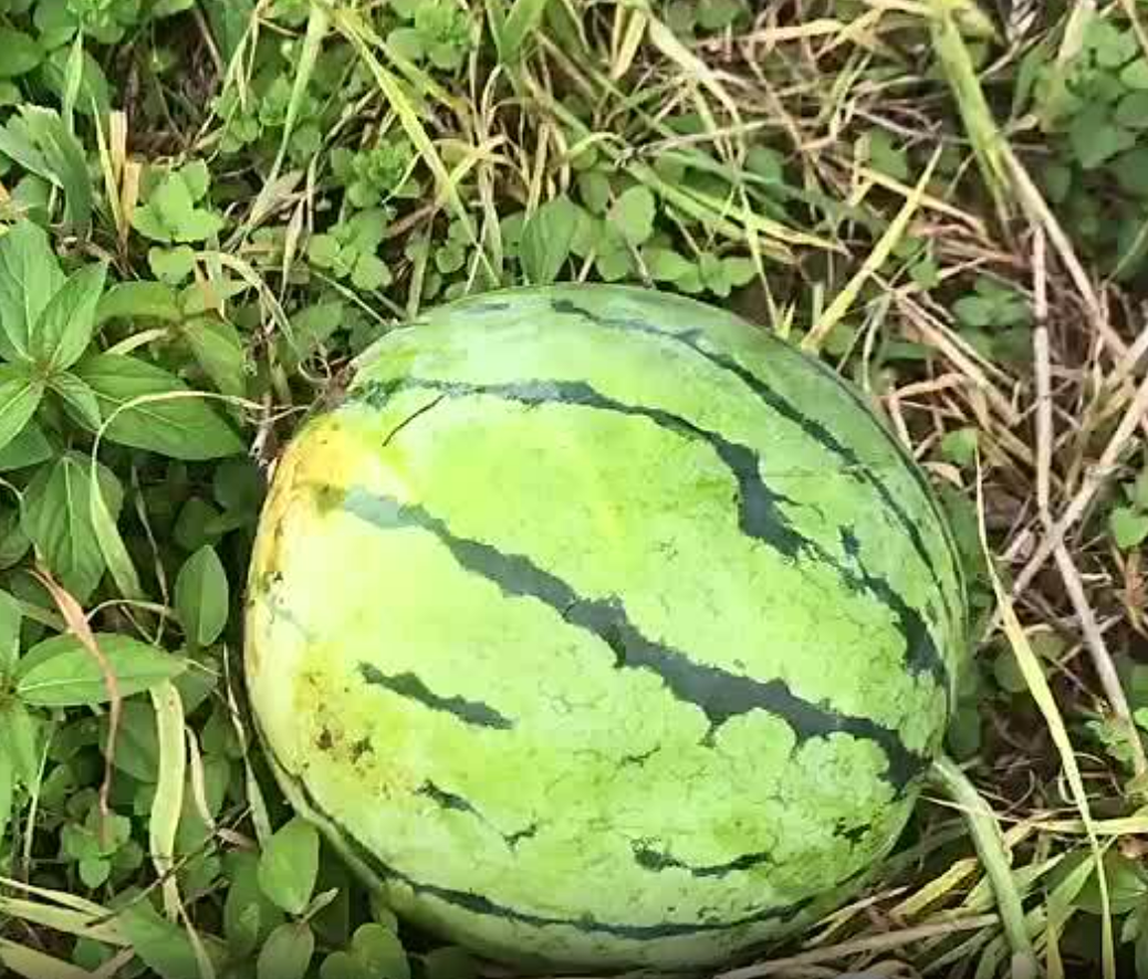湖北精品大棚种植的无籽美都已成熟，果实不仅耐运输，而且糖分高，可代发全国。