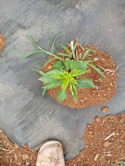 下雨过后的辣椒疾病