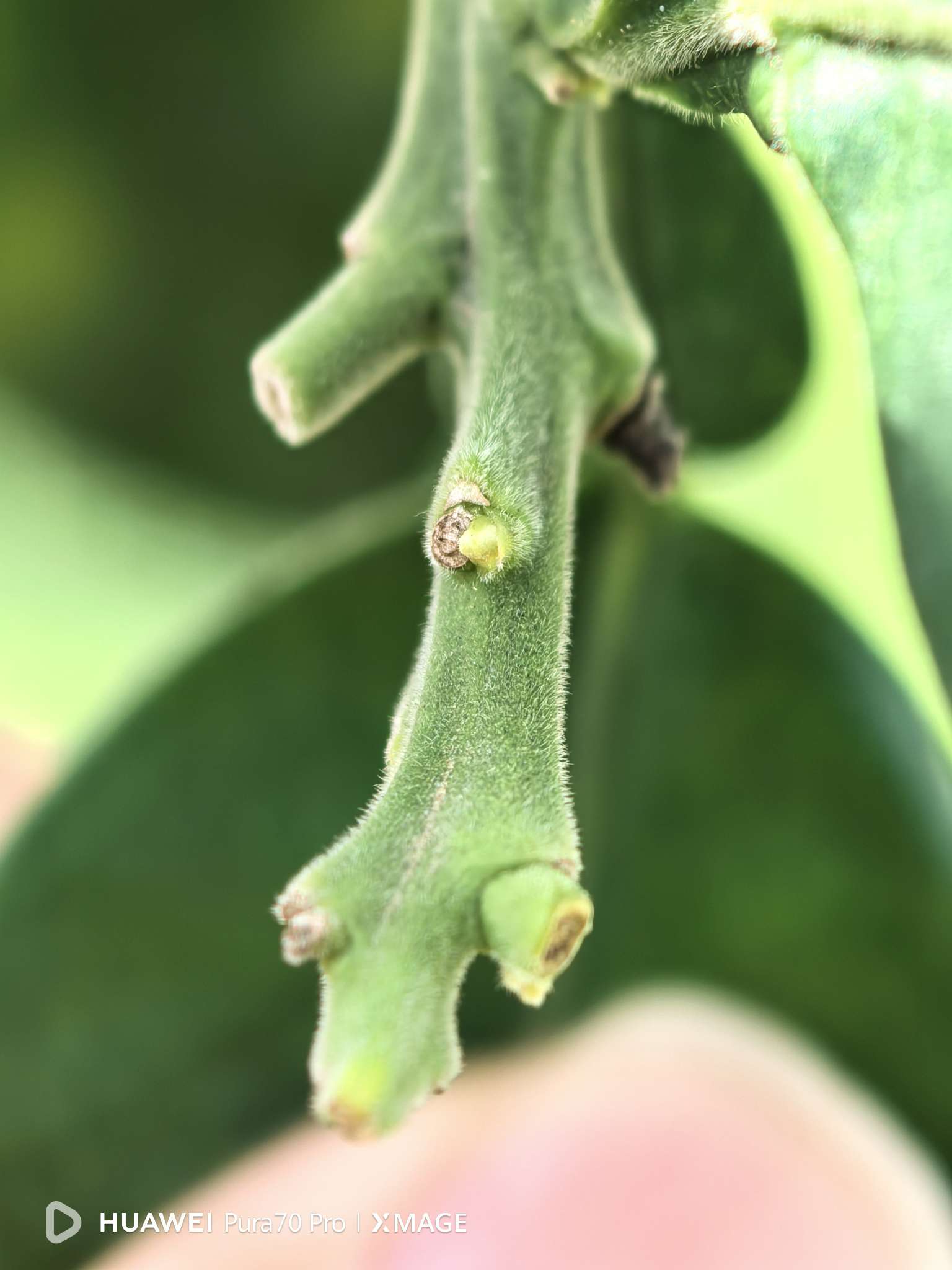 泰国红宝石柚子表面的绒毛