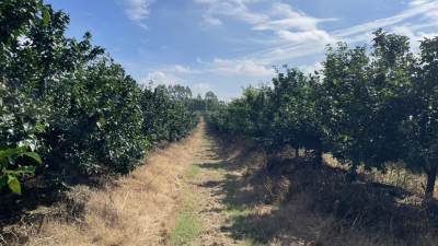 未来新型现代农场的形态如何？