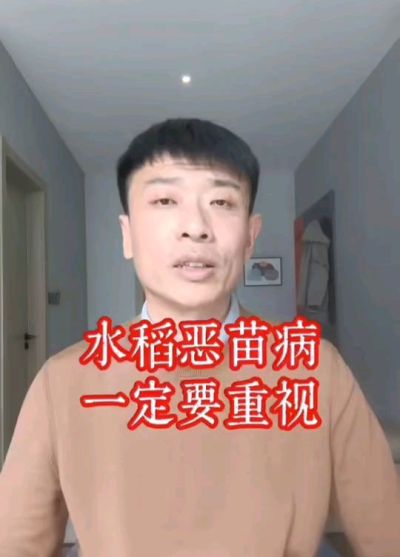 水稻恶苗病发生原因及预防！