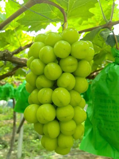 葡萄施用有机肥的功效和方法，你知道吗？