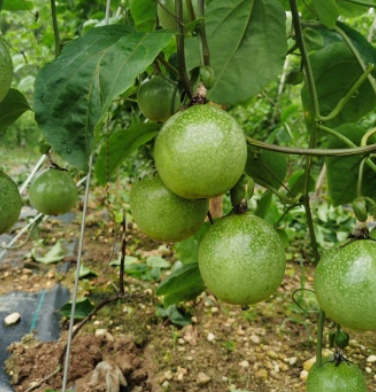 广西灵山黄金百香果大量现货可批发可供商超电商一件代发