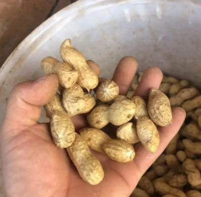 本人常年为大型批发市场、商超供货，货源充足质量保证。 本人从事产地代办已有10年