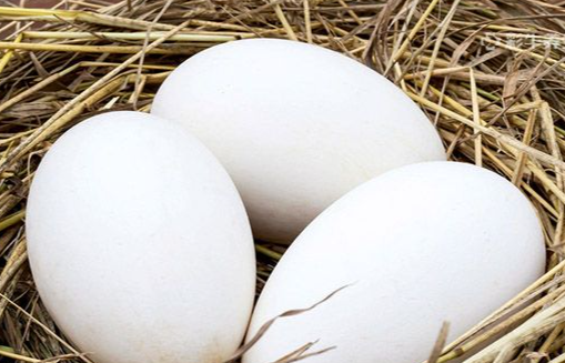 鹅蛋

采购意向地：&nbsp;面向全国
送货地区：&nbsp;云南昆明官渡区
其他要求：&nbsp;寻求靠谱