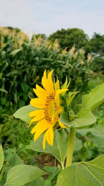 自己种的瓜果蔬菜没有使用农药。健康的蔬菜。