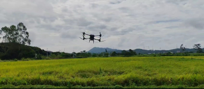 无人机吹水作业，抓住短暂的雨停时间，抢收稻谷！