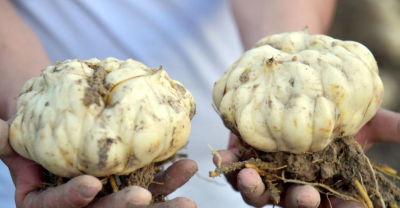 百合30斤
采购意向地：&nbsp;面向全国
送货地区：&nbsp;湖南长沙岳麓区
其他要求：&nbsp;寻求