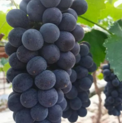 【巨峰葡萄】精品河北巨峰葡萄 现采现摘，可对接各大商超
河北邢台夏黑葡萄来啦！颗