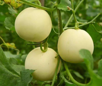 [采购/收购]甜瓜&nbsp;1000斤
采购意向地：&nbsp;福建南平
送货地区：&nbsp;南平