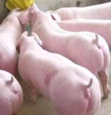 仔猪三元仔猪批发【猪场挑选】送猪到家/欢迎新老客户选购
仔猪繁育基地，我处常年向