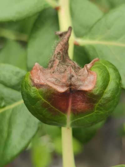 《蓝莓灰霉病防控全攻略：从识别到治理的科学指南》