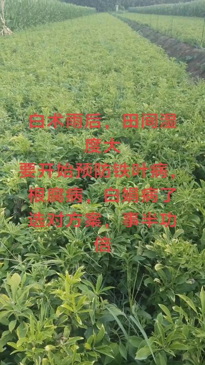 雨期过后白术病害要防治了
预防铁叶病，白娟病
现在也进入了膨大期
可以打膨大的
