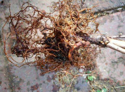 蓝莓根腐病由真菌引发，致根烂叶黄，需选抗病种、控水肥、用药物防治。