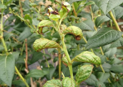 蓝莓蓟马微小难察，危害叶片嫩梢花果，需农物生化综合防治