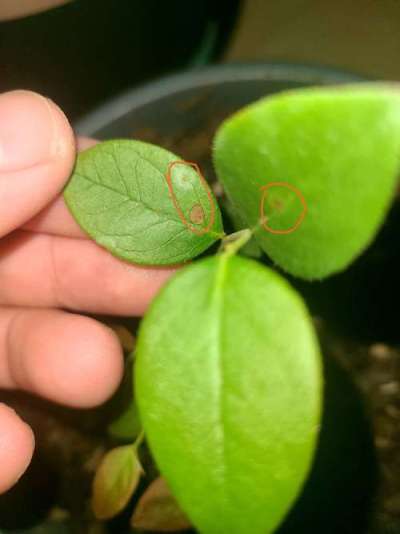 蓝莓叶斑病高温湿发，叶斑霉层致早落，农化生防结合控病保产