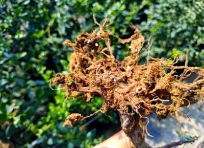 蓝莓根腐病镰刀菌致，根腐叶枯株萎，农化生防结合控病保产