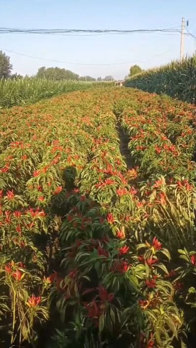 金樱一号辣椒，早熟，大果形，抗日灼，果子重