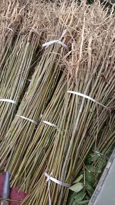 臭椿苗，一年子播苗，大量供应！苗圃基地直销。需要联系