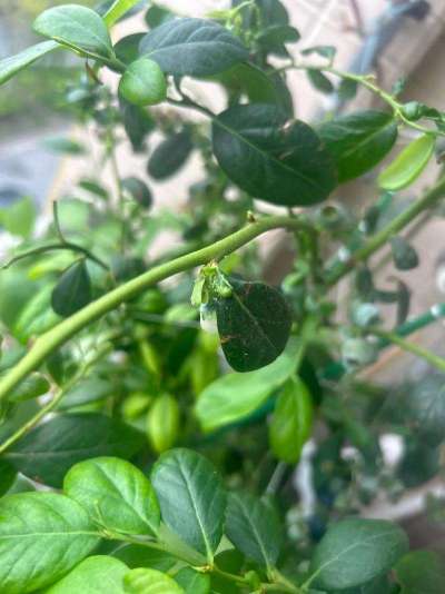 蓝莓白粉虱：从识别到防治的全指南