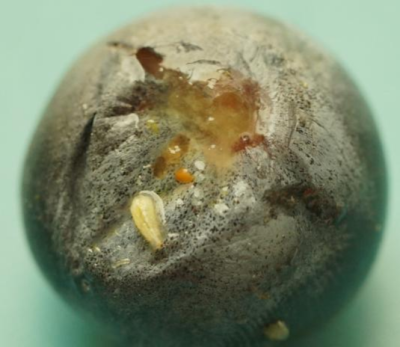 蓝莓果蝇危害大，综合防治要趁早，农物化生结合保蓝莓品质