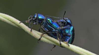 蓝莓甲虫属鞘翅目害虫，危害蓝莓各部位，需综合防治