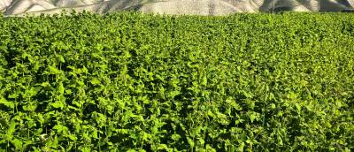 甘肃省兰州市永登县通远镇今年的荞麦价格3.5左右，大面积种植。