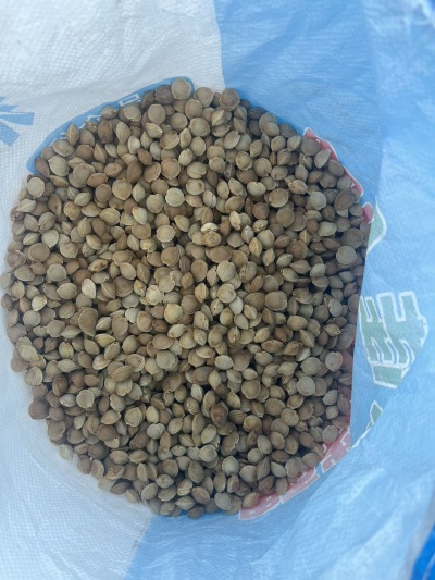 
**西北杏核&mdash;&mdash;来自大漠的自然馈赠**

在广袤的西北大地，阳光充足、昼夜温差