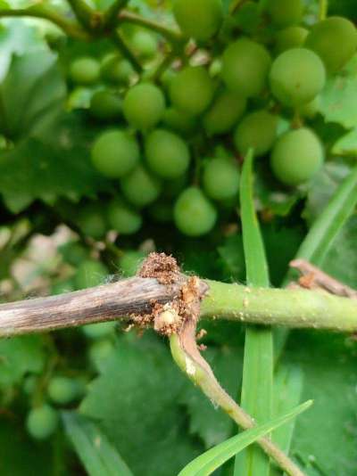 蓝莓钻枝虫蛀枝干，需综合防控