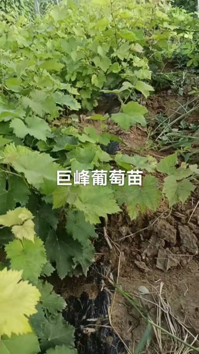 巨峰葡萄苗，优质种苗，一年扦插苗，需要联系18534302961