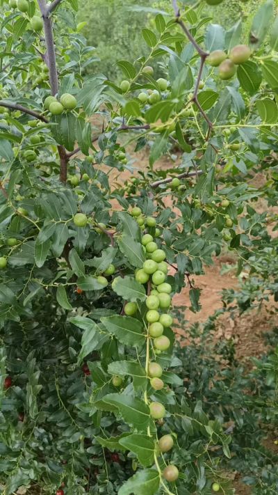 晋酸六号，药用酸枣高产苗。需要联系18534302961