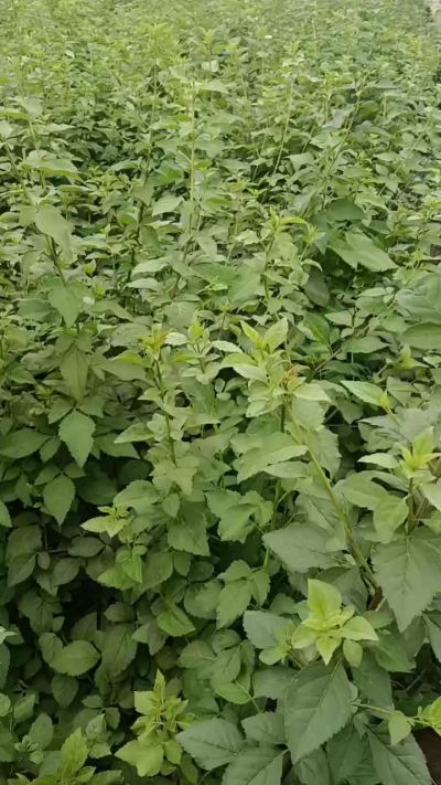 药用连翘苗，科研五号，需要联系18534302961