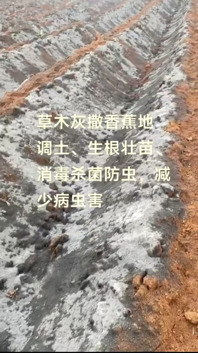 [太阳]纯植物草木灰源头厂家，草木灰广泛适用于各类农作物，是性价比很高的有机肥