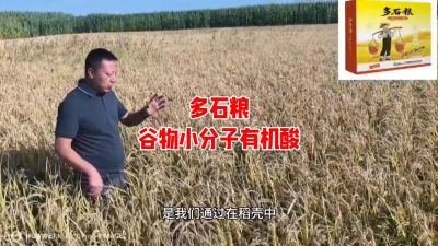 多石粮--谷物小分子有机酸
水稻/小麦，分蘖期 孕穗期 灌浆期 ，使用3次，增产看得见