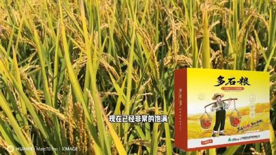 多石粮-谷物小分子有机酸，田间表现。
剑叶挺拔，灌浆饱，千粒重，上粮快。