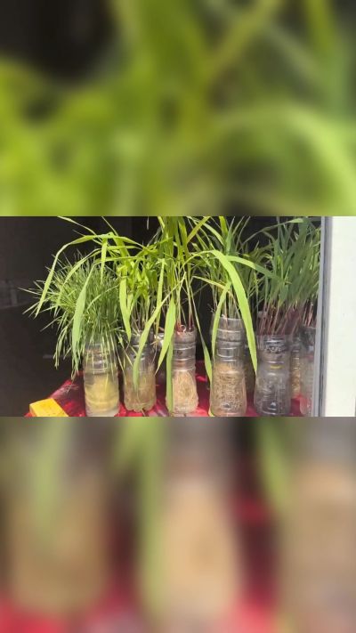 微生物菌剂，出厂前每克添加5亿微生物。最新实验生根育苗，保证不烧苗，促进毛细根增长，抑制病虫害，疏松土壤，保水保肥。近期需要用肥的老板提前联系，19331068337微信同步。