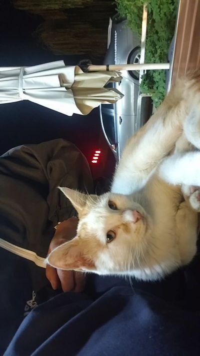 这是我在野外今年春天开始喂养的小猫🐈🐱🐱🐱🐱🐱🐱🐱🐱🐱🐱🐱很可爱