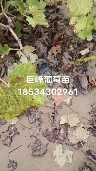 巨峰葡萄苗，一年扦插苗，苗圃基地直销！需要联系18534302961