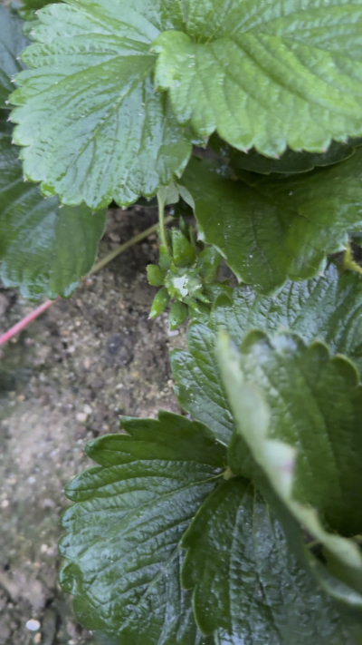 控不住就坏，控好了，比二冷冻快