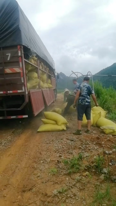 种植前先撒草木灰犁地，调节土壤，增加土壤肥力
#农业种植