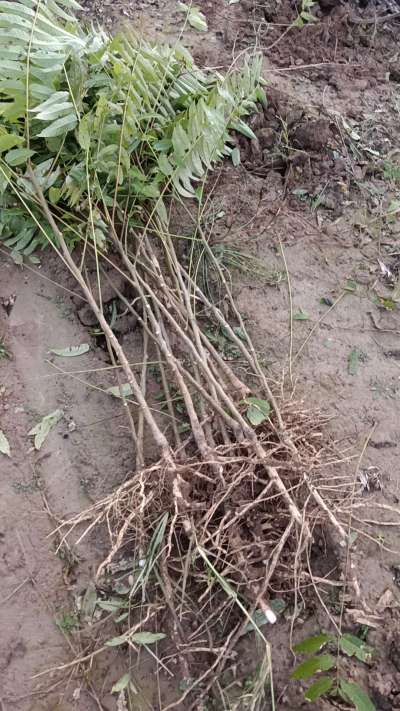 出售臭椿苗，巨峰葡萄苗。药用连翘苗，科研五号优质种苗，2/5年苗，药用连翘树，挂果树，全国包邮到家！财富密码18534302961