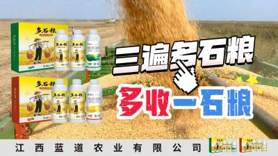 冬季种植，油菜，小麦，草莓等作物的，出现了除草剂药害，黄叶，僵苗，苗不长等问题，马上用多石粮，确保5天见到效果。