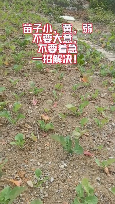 油菜苗子弱苗子小，就用多石粮，5天见效果。