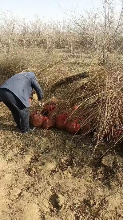 出售药用连翘苗，科研五号优质种苗，2/5年苗，药用连翘树，挂果树，全国包邮到家！财富密码18534302961出售药用连翘苗，科研五号优质种苗，2/5年苗，药用连翘树，挂果树，全国包邮到家！财富密码1